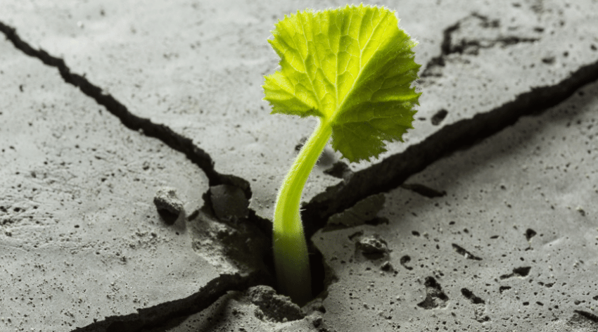 Pianta cresciuta nel cemento: simbolo di resilienza.